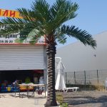 Декоративна палма