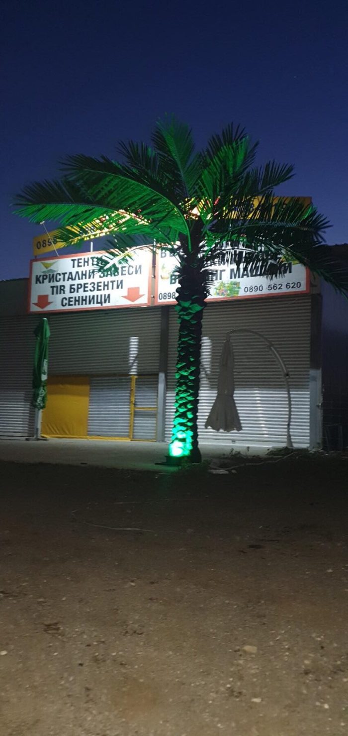 Декоративна палма - Image 2