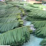 Листа за декоративни палми