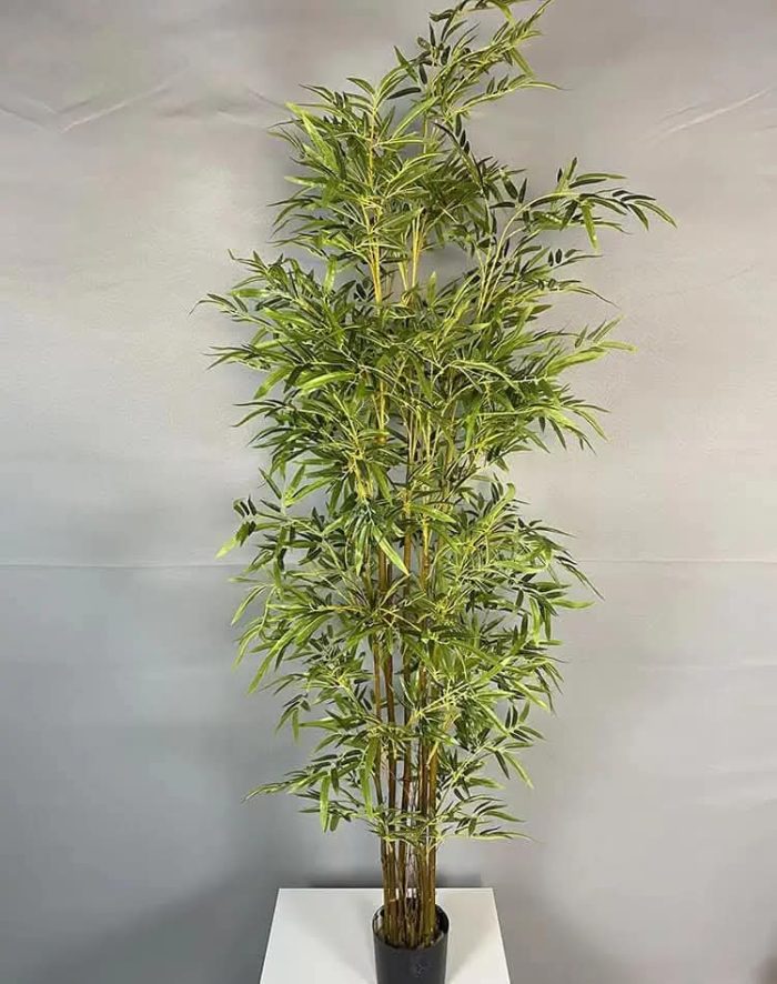 Бамбук - Image 3