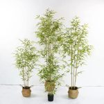 Бамбук - Image 4