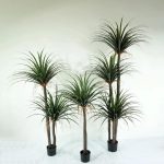 Остра Палма - Image 4