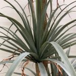 Остра Палма - Image 7