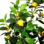 Лимон - Image 2