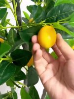 Лимон - Image 5