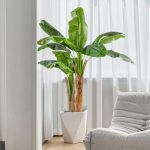 Широколистна Палма - Image 2