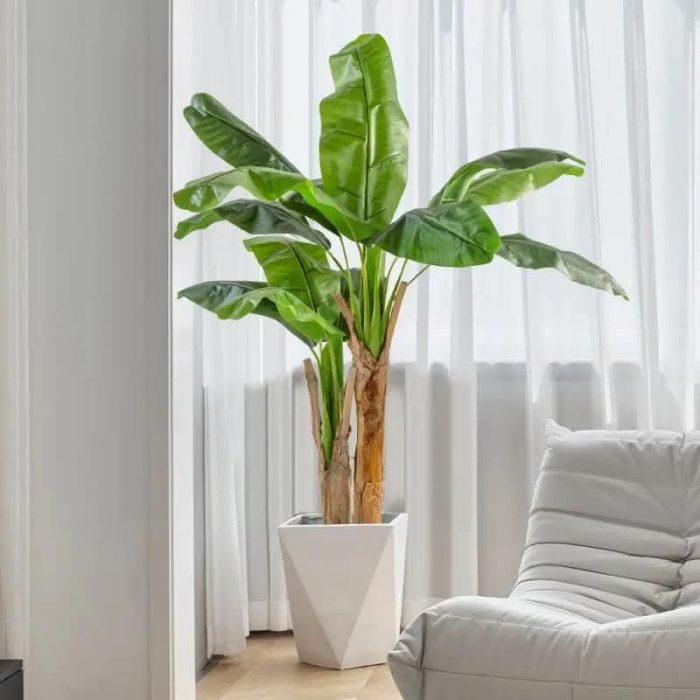 Широколистна Палма - Image 2