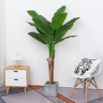 Широколистна Палма - Image 3