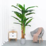 Широколистна Палма - Image 4