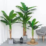 Широколистна Палма