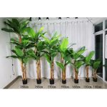 Широколистна Палма - Image 5