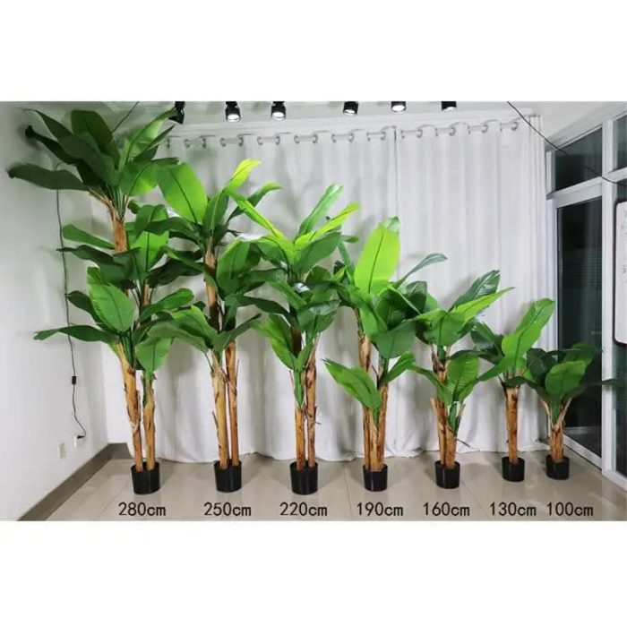 Широколистна Палма - Image 5