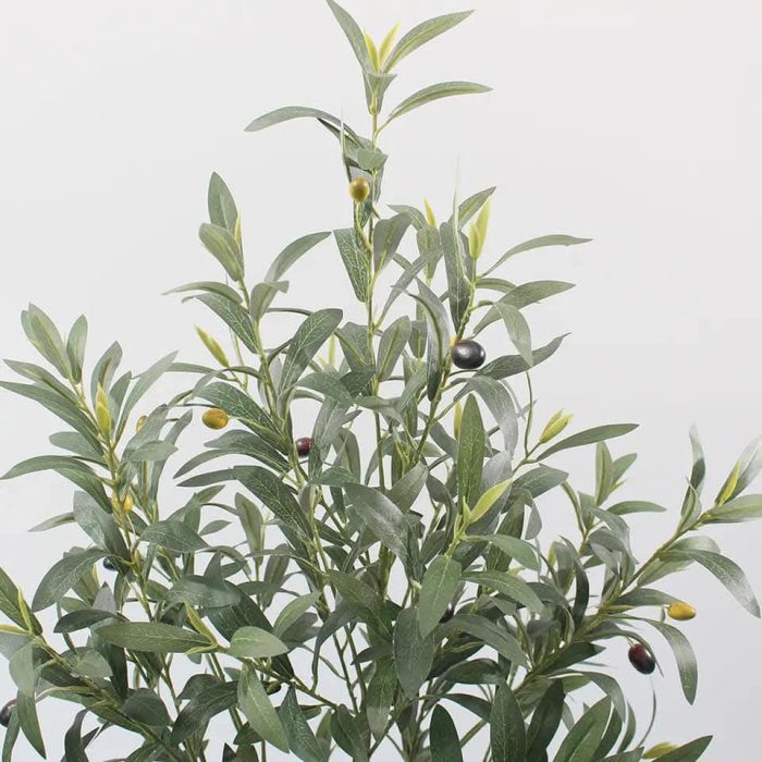 Маслина - Image 2