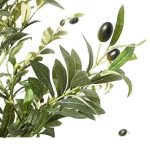 Маслина - Image 4