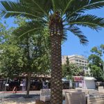 Голяма палма