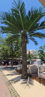 Голяма палма