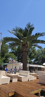 Голяма палма - Image 2