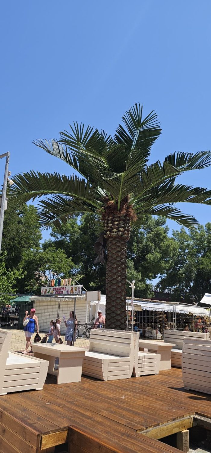 Голяма палма - Image 2