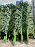 Палмови листа - Image 3