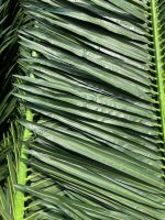 Палмови листа - Image 5