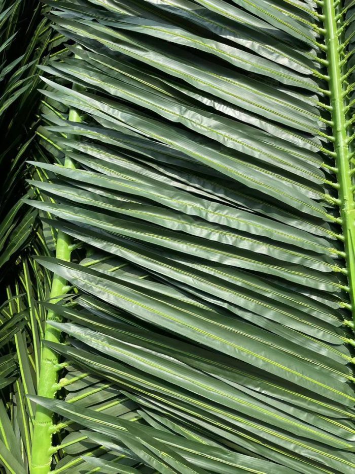 Палмови листа - Image 5