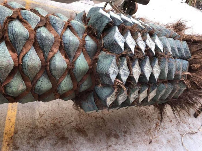 Изкуствени палми - Image 5